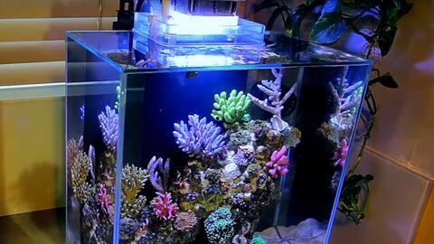 国产鱼缸测评视频,品质与性价比的完美结合