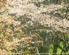 国产樱花盛开视频,国产樱花盛开，浪漫花海映照美丽中国