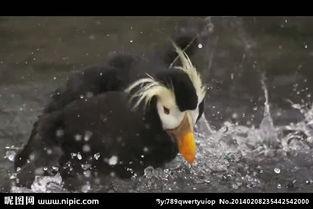 国产大水鸟测评视频大全,全方位解析与深度评测  第1张