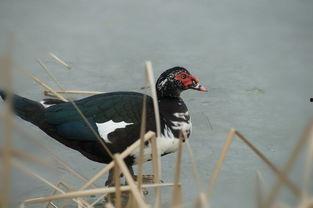国产大水鸟测评视频大全,全方位解析与深度评测  第2张