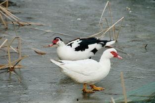 国产大水鸟测评视频大全,全方位解析与深度评测  第3张